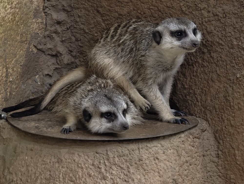 
        Мир&nbsp;животных-1    