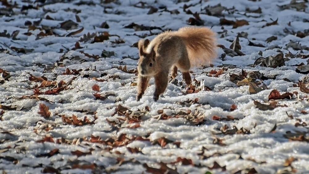 
        Мир&nbsp;животных-2    