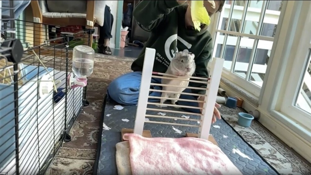 
        Морская свинка попала в&nbsp;Книгу рекордов Гиннесса, научившись прыгать через планку    