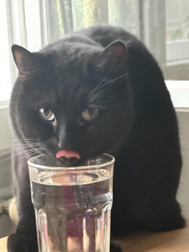 
        30&nbsp;фото котов, глядя на&nbsp;которые можно прожить понедельник с&nbsp;улыбкой    