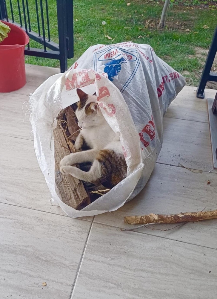 
        30&nbsp;фото котов, глядя на&nbsp;которые можно прожить понедельник с&nbsp;улыбкой    