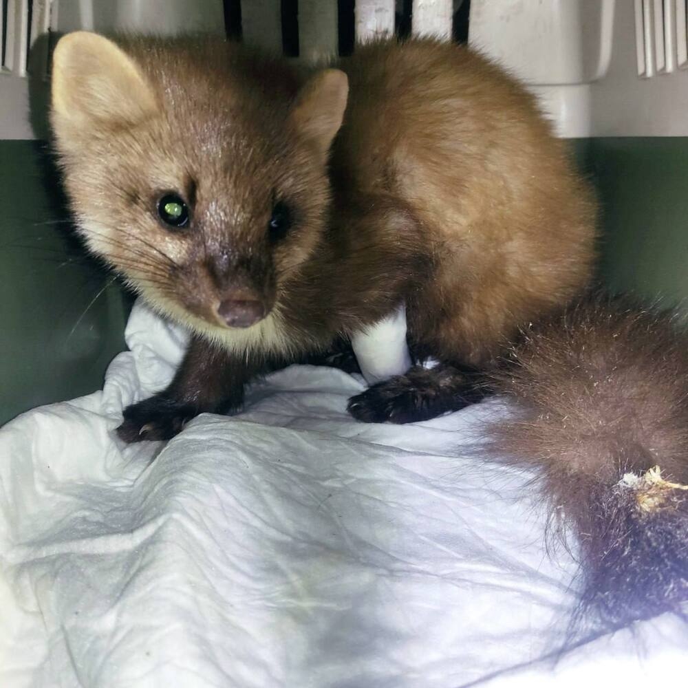 
        В&nbsp;Башкирии рыбаки спасли куницу, попавшую в&nbsp;капкан    