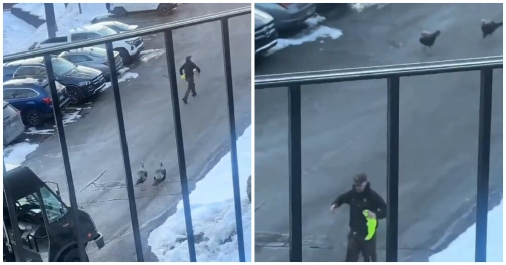 
        Курьер бегает от&nbsp;индюшек    