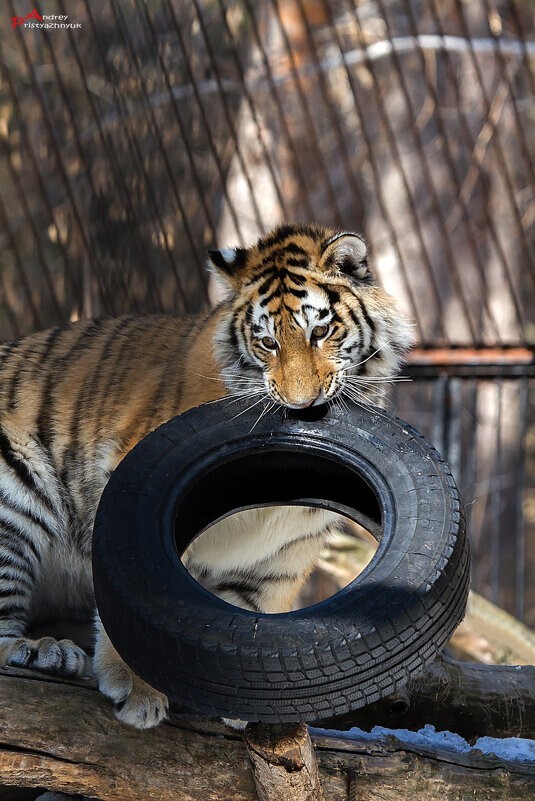
        Мир&nbsp;животных-1    