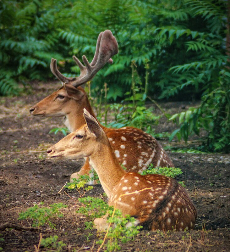 
        Мир&nbsp;животных-1    