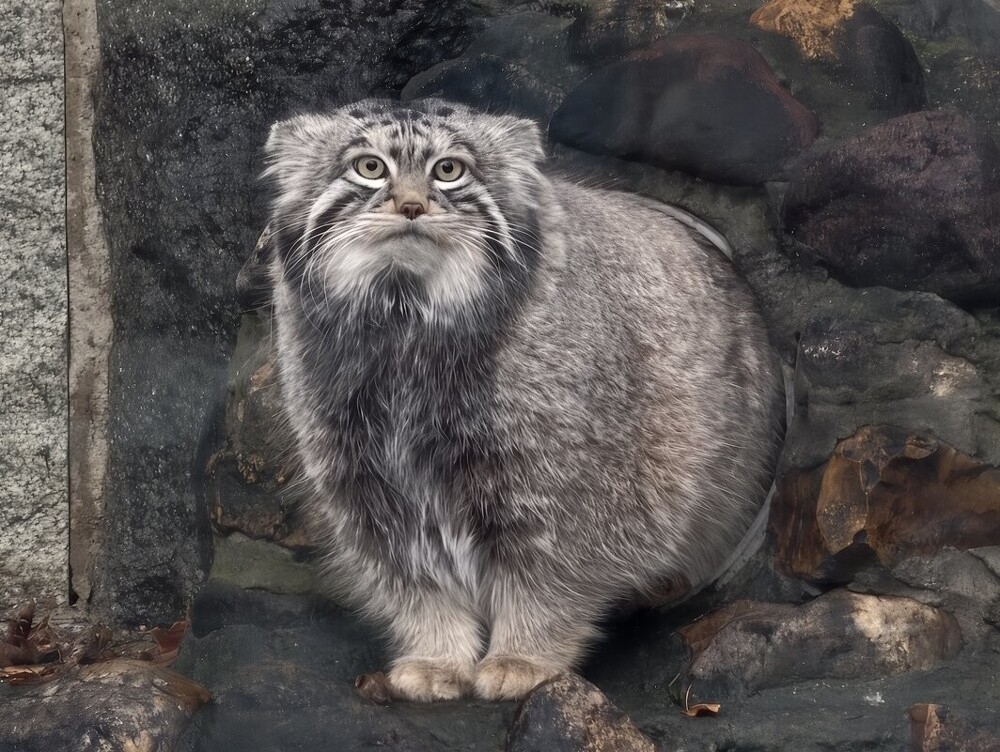 
        Мир&nbsp;животных-2    