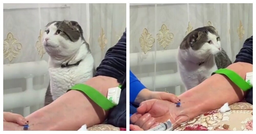 
        Кот&nbsp;переживает за&nbsp;здоровье хозяйки    