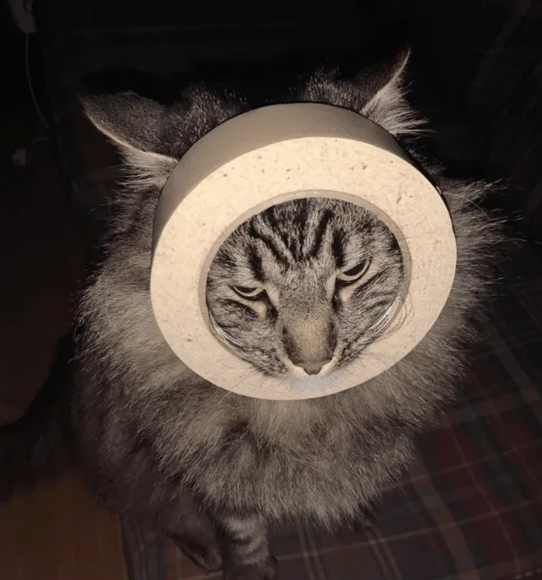 
        25&nbsp;животных, не&nbsp;рассчитавших траекторию и&nbsp;открывших закон подлости    