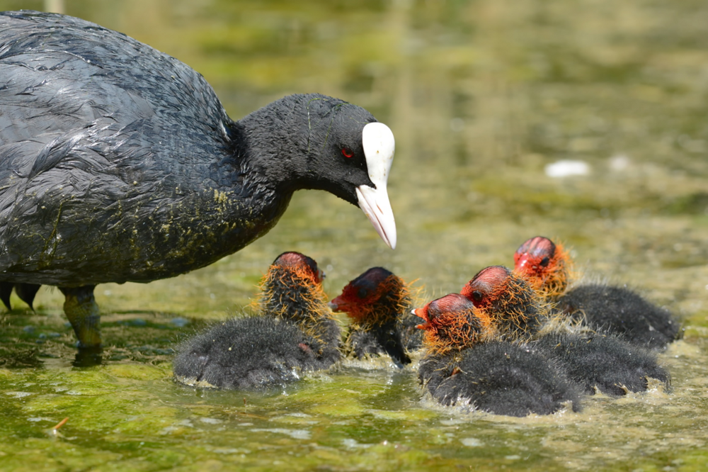 Топ-5 самых странных птенцов в мире
Топ-5 самых странных птенцов в мире