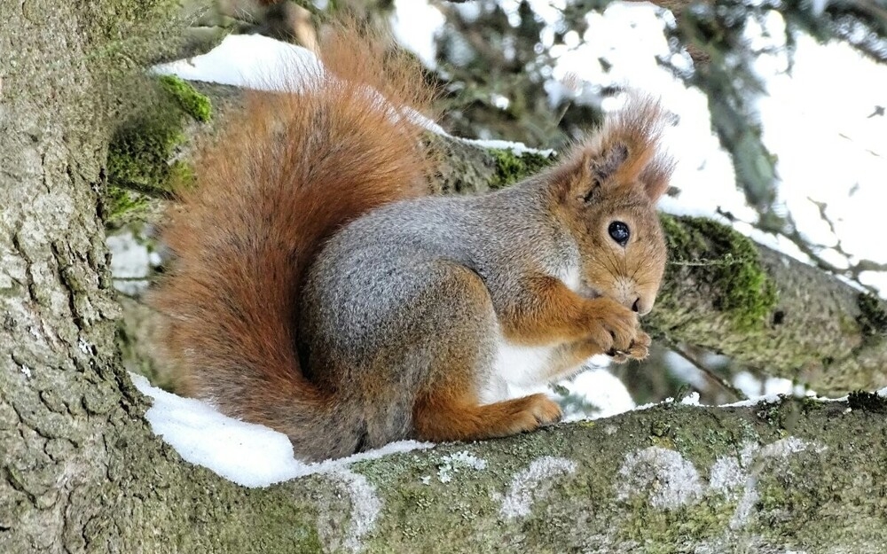 
        Мир&nbsp;животных-6    