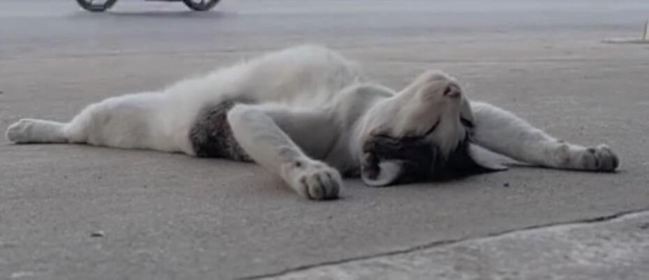 
        24&nbsp;примера милоты, дарящей позитив и&nbsp;чистое тихое счастье    