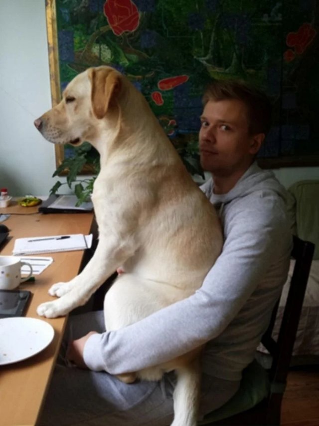 Смешные собаки, которым плевать на личное пространство (20 фото) Смешные собаки, которым плевать на личное пространство (20 фото)