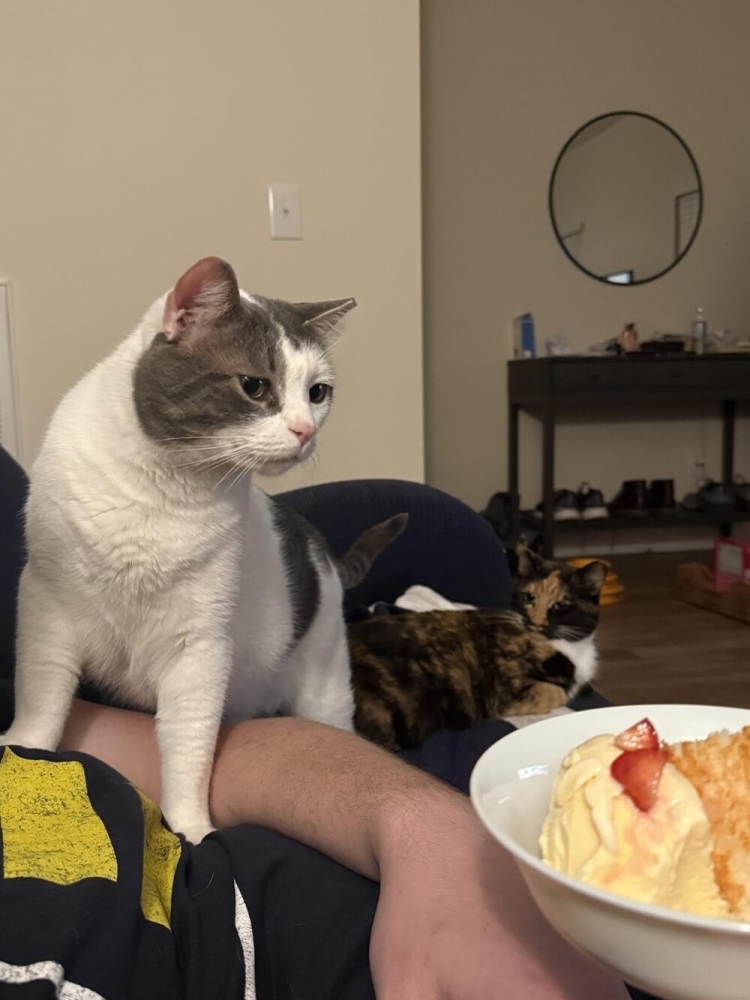 
        30&nbsp;фото котов, глядя на&nbsp;которые можно прожить понедельник с&nbsp;улыбкой    