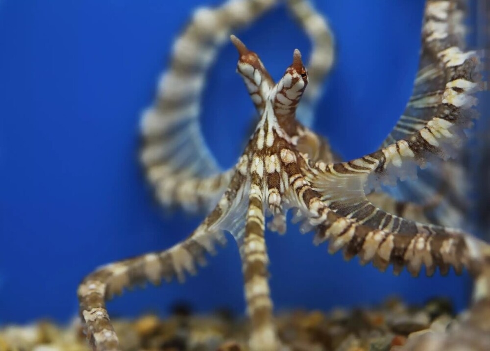 
        Осьминог-мимик вундерпус: моллюск, который меняет форму тела    