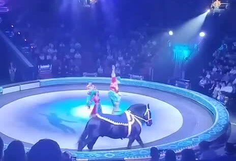 
        Акробат сломал ногу при&nbsp;падении с&nbsp;лошади в&nbsp;цирке    