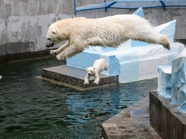 
        Мир&nbsp;животных-6    