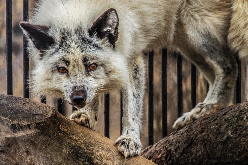 
        Мир&nbsp;животных-6    