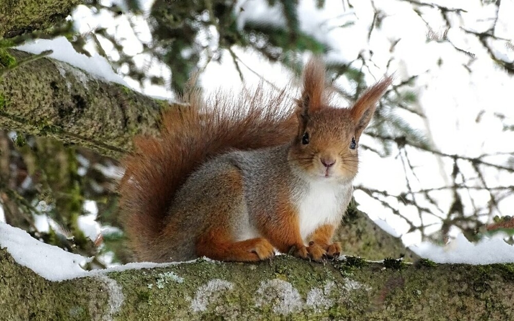 
        Мир&nbsp;животных-5    