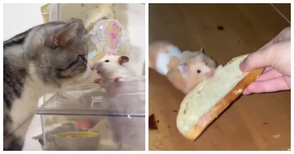 Будни хомяков
Будни хомяков