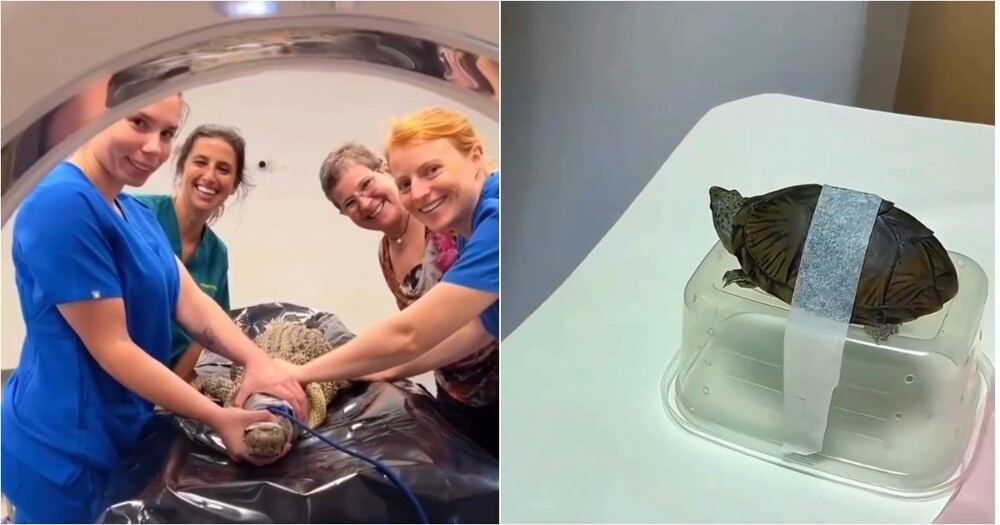 
        Как&nbsp;животным делают КТ: милота дня    