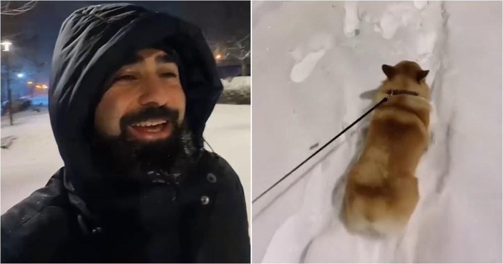 «Давай купим собачку!»: зимняя комедия в реальной жизни
«Давай купим собачку!»: зимняя комедия в реальной жизни