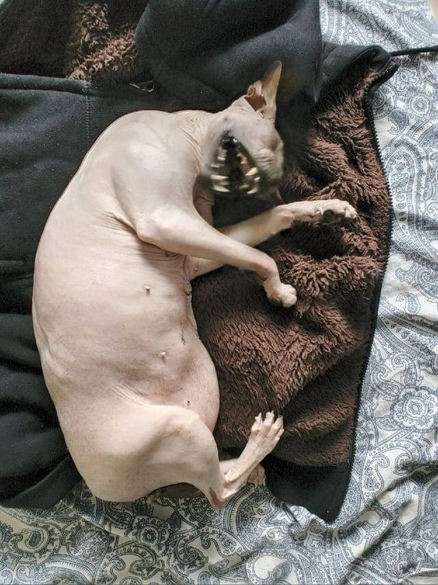 
        18&nbsp;фотографий котиков, которые оказались не&nbsp;в&nbsp;фокусе    