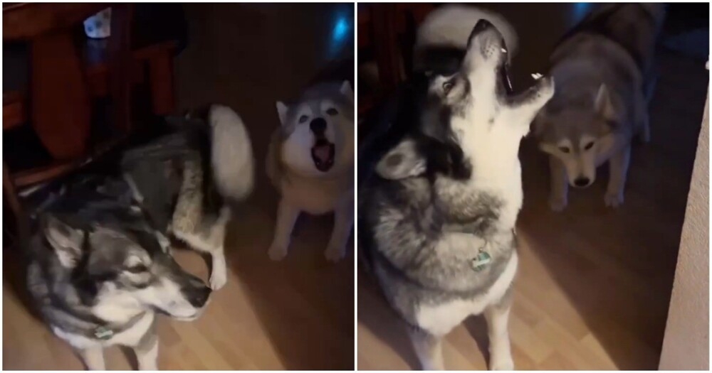 Утро владельца хаски
Утро владельца хаски