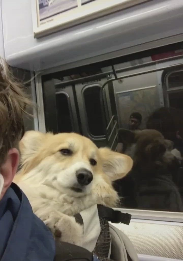 
        24&nbsp;примера милоты, дарящей позитив и&nbsp;чистое тихое счастье    