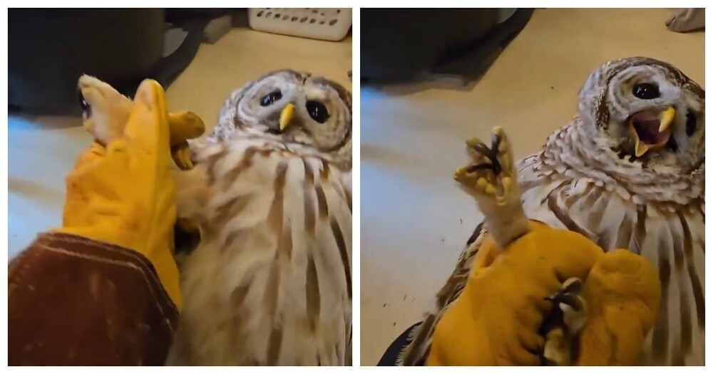 Крик недовольной совы
Крик недовольной совы