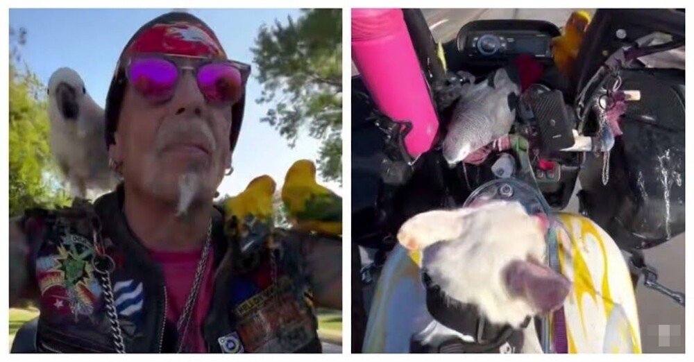 
        Американский байкер катается по&nbsp;городам вместе с&nbsp;псом и&nbsp;попугаями    