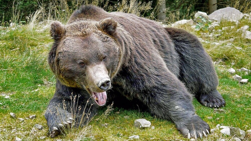 
        Мир&nbsp;животных-1    