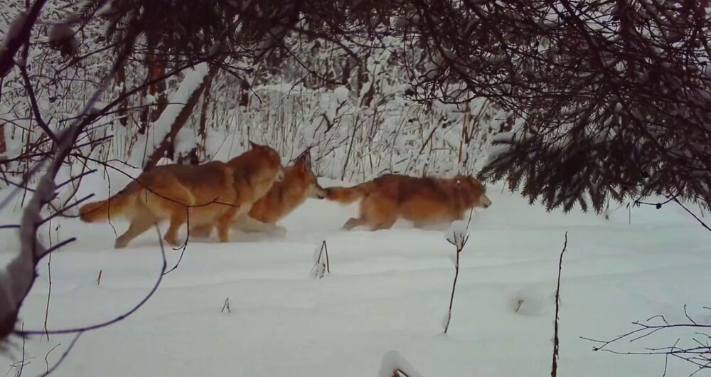 
        "Рыжие" волки вышли на&nbsp;прогулку    