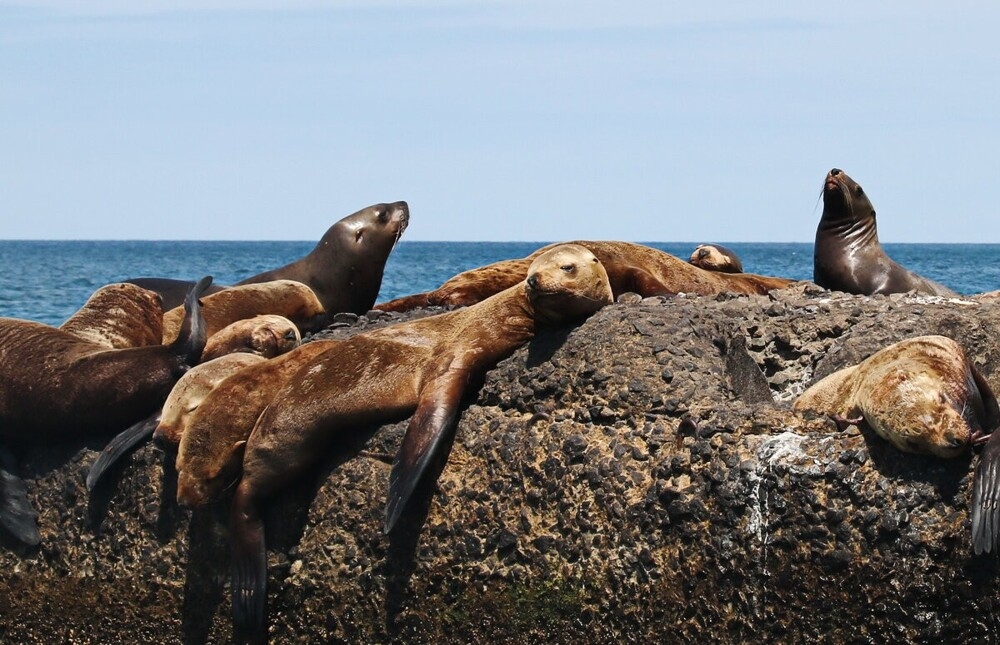 
        Мир&nbsp;животных-5    