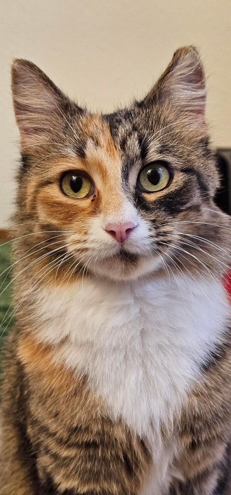 
        30&nbsp;фото котов, глядя на&nbsp;которые можно прожить понедельник с&nbsp;улыбкой    