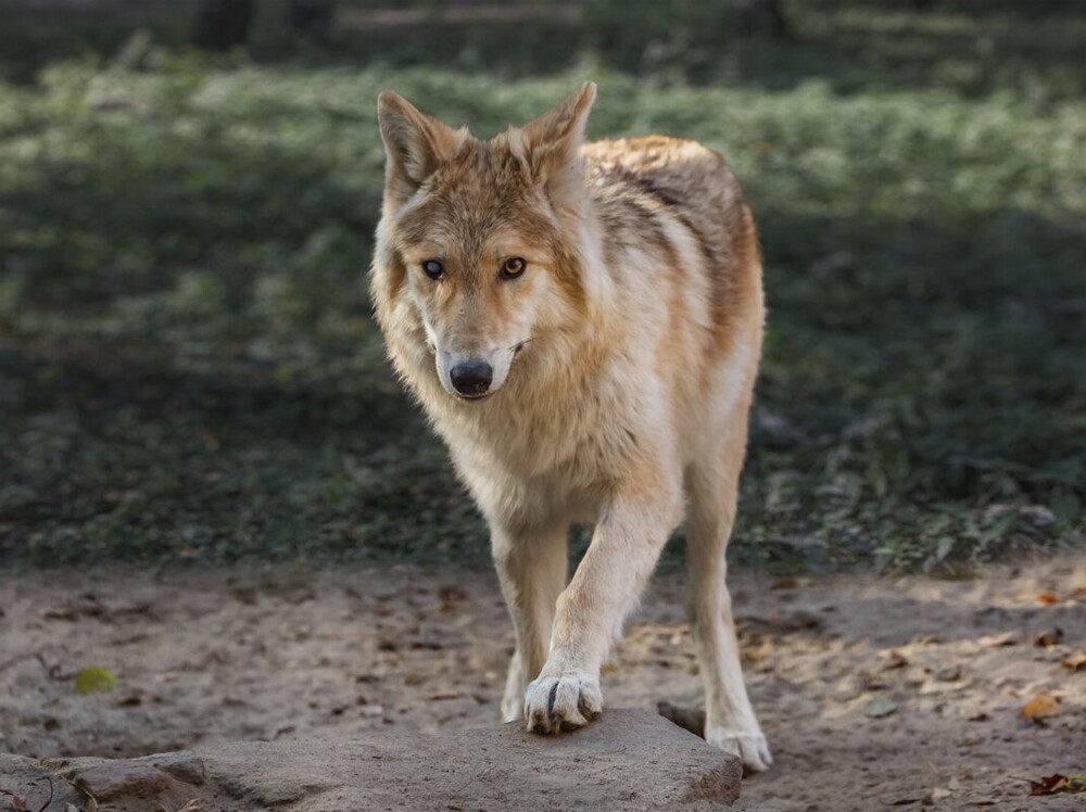 
        Мир&nbsp;животных-1    