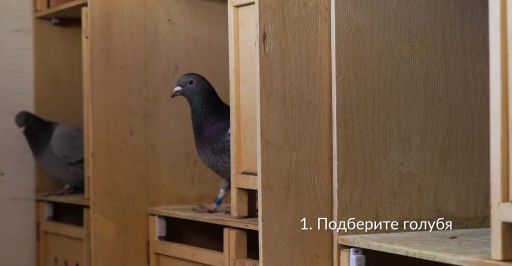 Альтернатива на случай блокировки Telegram
Альтернатива на случай блокировки Telegram