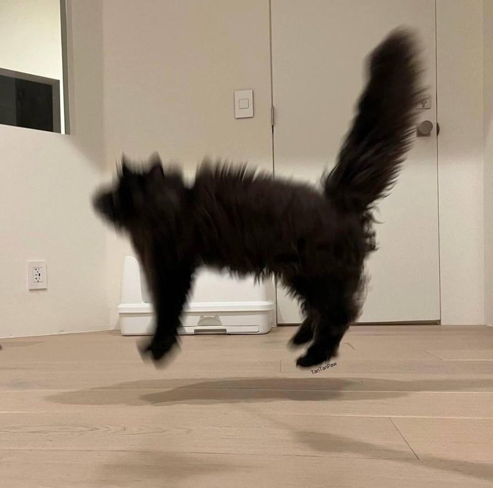 
        18&nbsp;фотографий котиков, которые оказались не&nbsp;в&nbsp;фокусе    