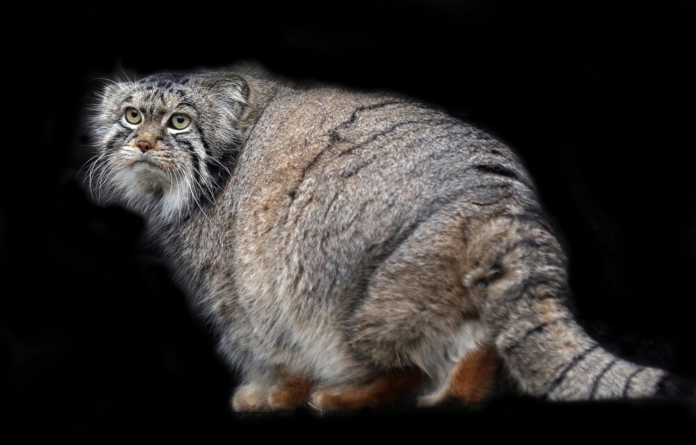 
        Мир&nbsp;животных-1    