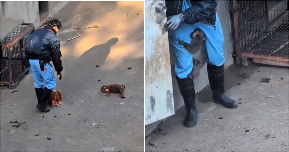 В зоопарке решили обновить игрушку Панча, но он был против
В зоопарке решили обновить игрушку Панча, но он был против