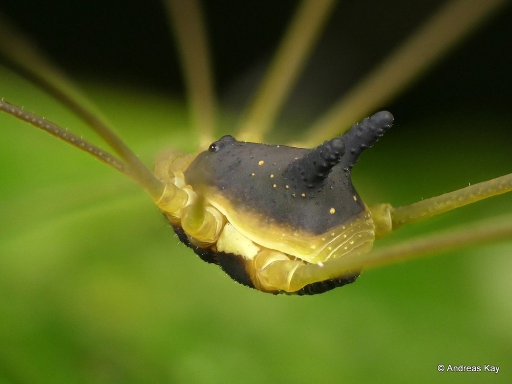 Сенокосец-кролик: зачем пауку голова собаки на спине?
Сенокосец-кролик: зачем пауку голова собаки на спине?