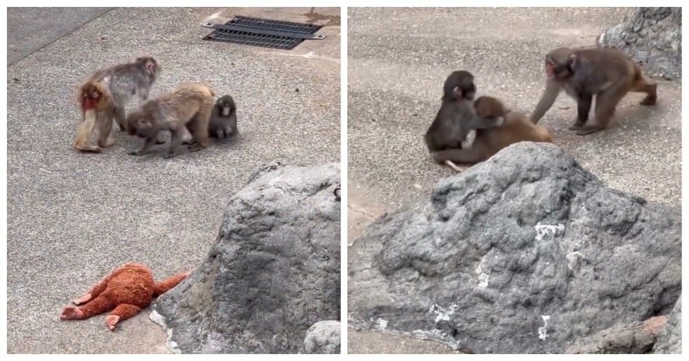 
        Осиротевшего малыша Панча приняли в&nbsp;стаю    