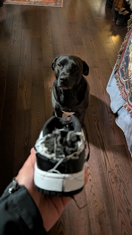 30 порций радости, которую пёсели способны подарить, просто делая свои собачьи дела
30 порций радости, которую пёсели способны подарить, просто делая свои собачьи дела