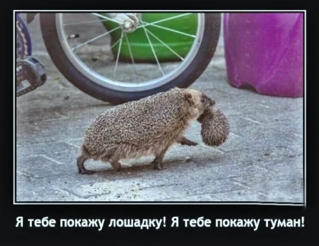 
			Демотиваторы №3784 (15 фото)