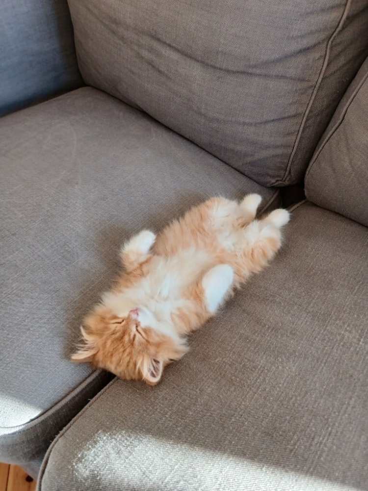 
        30&nbsp;фото котов, глядя на&nbsp;которые можно прожить понедельник с&nbsp;улыбкой    