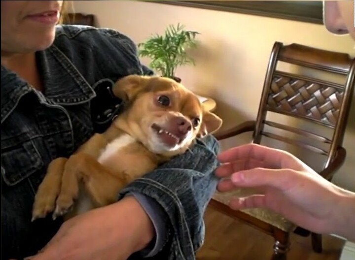 
        25&nbsp;умилительных сцен из&nbsp;жизни пёселей, демонстрирующих их&nbsp;мастерство импровизации    