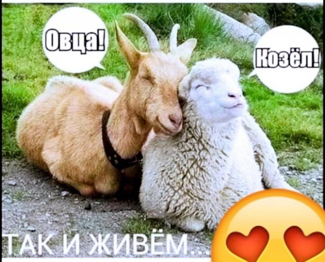 Смешные картинки