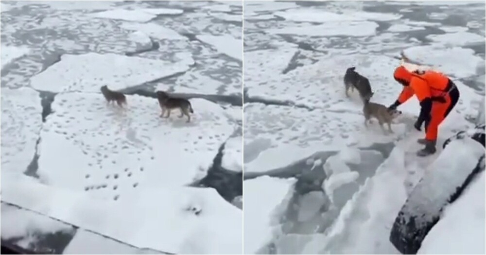 
        Собак унесло в&nbsp;открытое море на&nbsp;Камчатке    