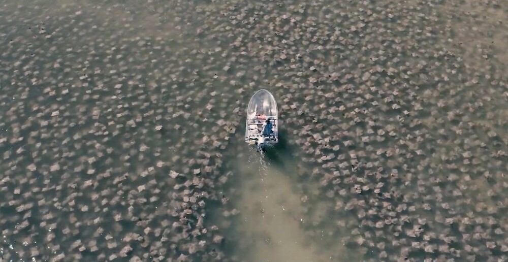
        Мужчина проплыл на&nbsp;прозрачной лодке среди скатов    