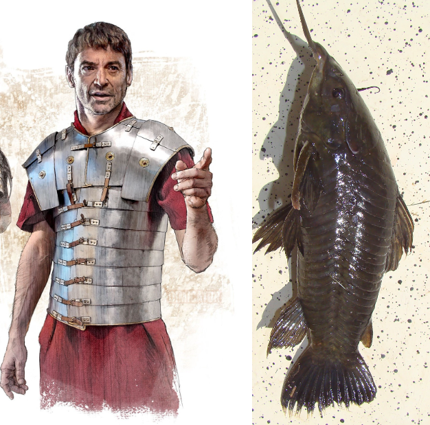 
        Панцирные сомы: рыбки в&nbsp;доспехах римского легионера    