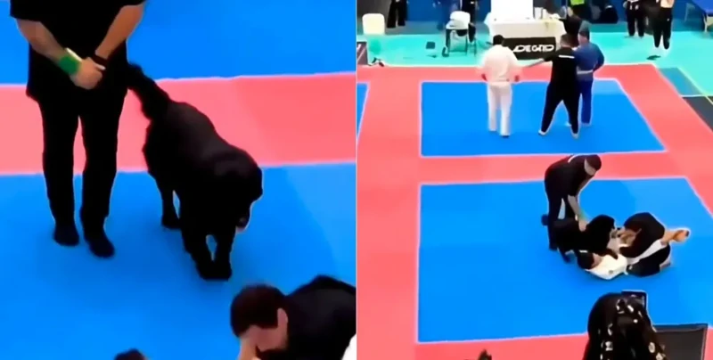 
        Собака бросилась "вызволять" хозяина во&nbsp;время турнира по&nbsp;джиу-джитсу    